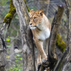 Preview wallpaper lioness, big cat, animal, tree, branches