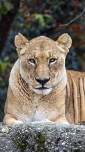 Preview wallpaper lioness, big cat, animal, wildlife, predator