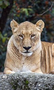 Preview wallpaper lioness, big cat, animal, wildlife, predator