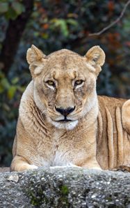 Preview wallpaper lioness, big cat, animal, wildlife, predator