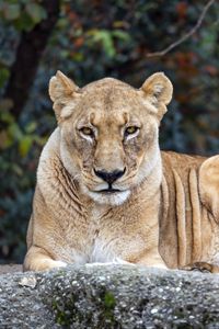 Preview wallpaper lioness, big cat, animal, wildlife, predator