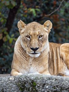 Preview wallpaper lioness, big cat, animal, wildlife, predator