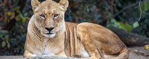 Preview wallpaper lioness, big cat, animal, wildlife, predator