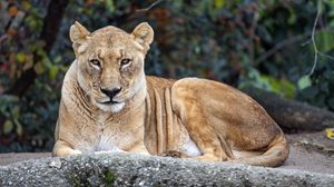 Preview wallpaper lioness, big cat, animal, wildlife, predator
