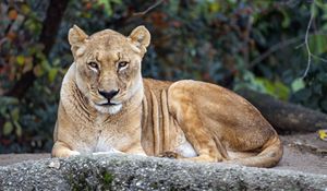 Preview wallpaper lioness, big cat, animal, wildlife, predator