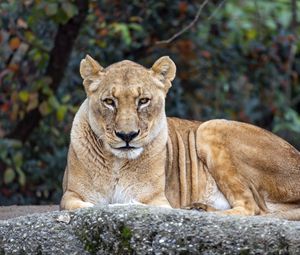 Preview wallpaper lioness, big cat, animal, wildlife, predator