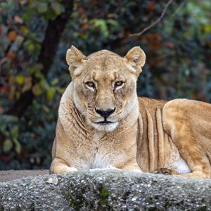 Preview wallpaper lioness, big cat, animal, wildlife, predator