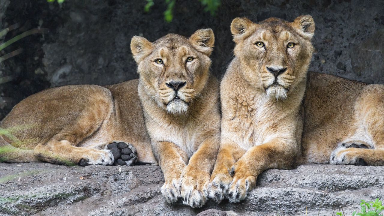 Wallpaper lioness, big cat, animal