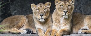 Preview wallpaper lioness, big cat, animal