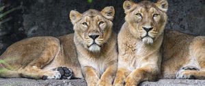 Preview wallpaper lioness, big cat, animal