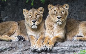 Preview wallpaper lioness, big cat, animal
