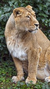 Preview wallpaper lioness, big cat, beast, predator