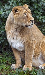 Preview wallpaper lioness, big cat, beast, predator