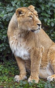 Preview wallpaper lioness, big cat, beast, predator