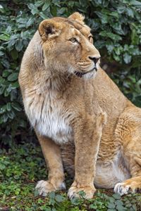 Preview wallpaper lioness, big cat, beast, predator
