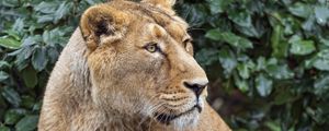 Preview wallpaper lioness, big cat, beast, predator