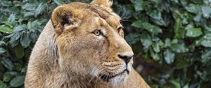 Preview wallpaper lioness, big cat, beast, predator