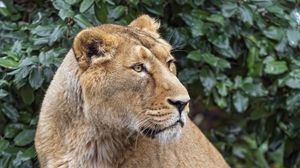 Preview wallpaper lioness, big cat, beast, predator