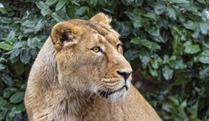Preview wallpaper lioness, big cat, beast, predator
