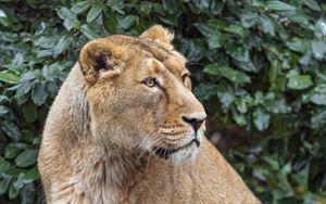 Preview wallpaper lioness, big cat, beast, predator