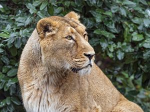 Preview wallpaper lioness, big cat, beast, predator