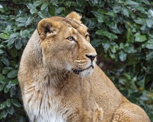 Preview wallpaper lioness, big cat, beast, predator