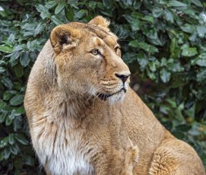 Preview wallpaper lioness, big cat, beast, predator