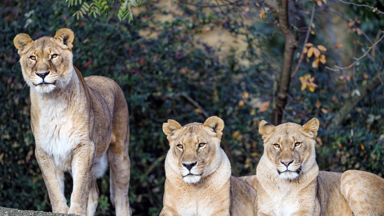 Wallpaper lioness, big cat, beast, predator, glance