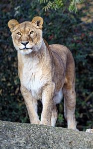 Preview wallpaper lioness, big cat, beast, predator, glance