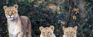 Preview wallpaper lioness, big cat, beast, predator, glance