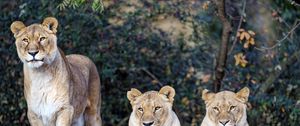 Preview wallpaper lioness, big cat, beast, predator, glance