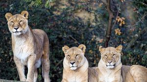 Preview wallpaper lioness, big cat, beast, predator, glance