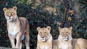 Preview wallpaper lioness, big cat, beast, predator, glance