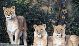 Preview wallpaper lioness, big cat, beast, predator, glance