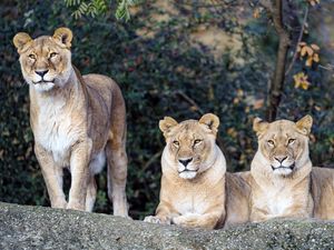 Preview wallpaper lioness, big cat, beast, predator, glance