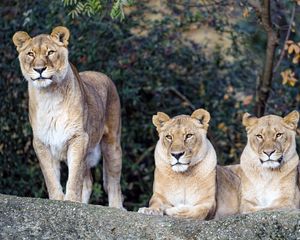 Preview wallpaper lioness, big cat, beast, predator, glance