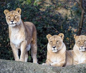 Preview wallpaper lioness, big cat, beast, predator, glance