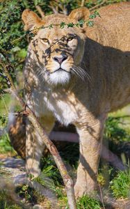 Preview wallpaper lioness, big cat, beast, predator, glance, branches