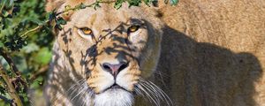 Preview wallpaper lioness, big cat, beast, predator, glance, branches