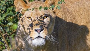 Preview wallpaper lioness, big cat, beast, predator, glance, branches