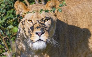 Preview wallpaper lioness, big cat, beast, predator, glance, branches