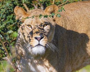 Preview wallpaper lioness, big cat, beast, predator, glance, branches