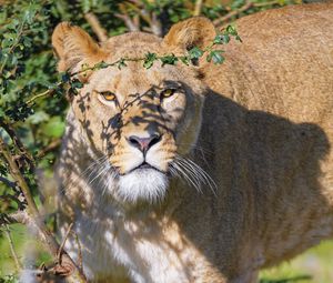 Preview wallpaper lioness, big cat, beast, predator, glance, branches