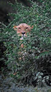 Preview wallpaper lioness, big cat, bushes, branches, leaves