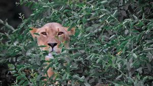 Preview wallpaper lioness, big cat, bushes, branches, leaves