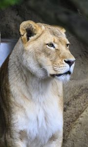 Preview wallpaper lioness, big cat, face