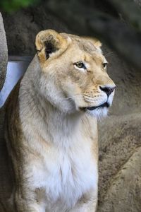 Preview wallpaper lioness, big cat, face