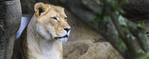 Preview wallpaper lioness, big cat, face