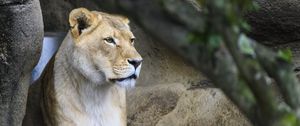 Preview wallpaper lioness, big cat, face