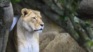 Preview wallpaper lioness, big cat, face